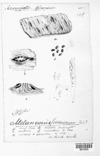 Melanconis stilbostoma image